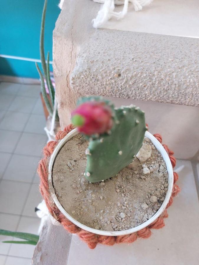 Cho Ku Rei Hostal San Jose del Cabo Luaran gambar